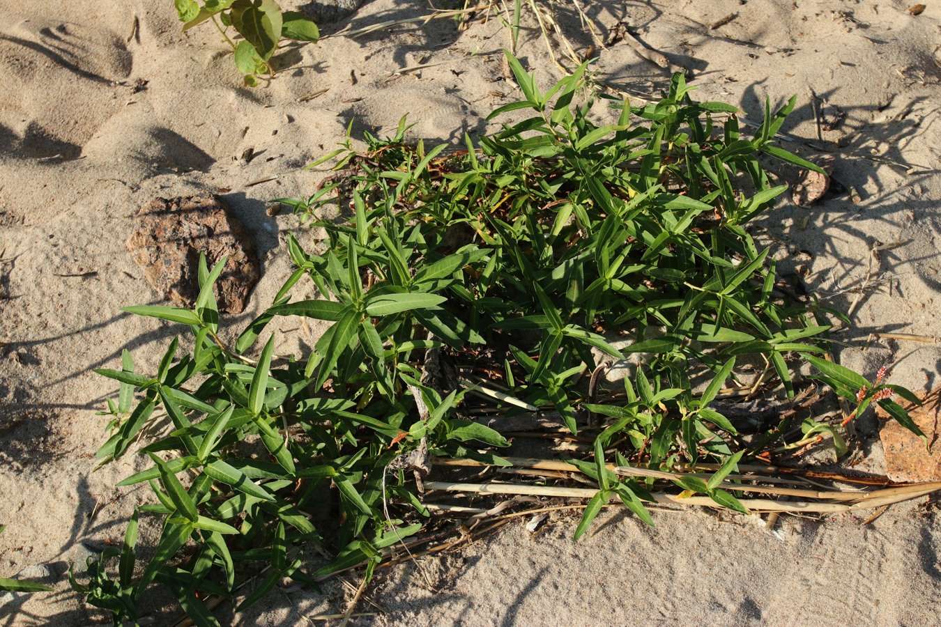 Изображение особи Persicaria amphibia.