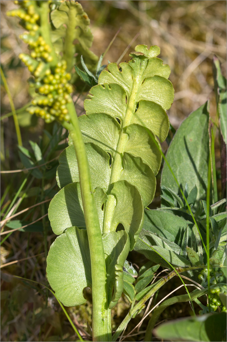 Изображение особи Botrychium lunaria.