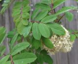 genus Sorbus