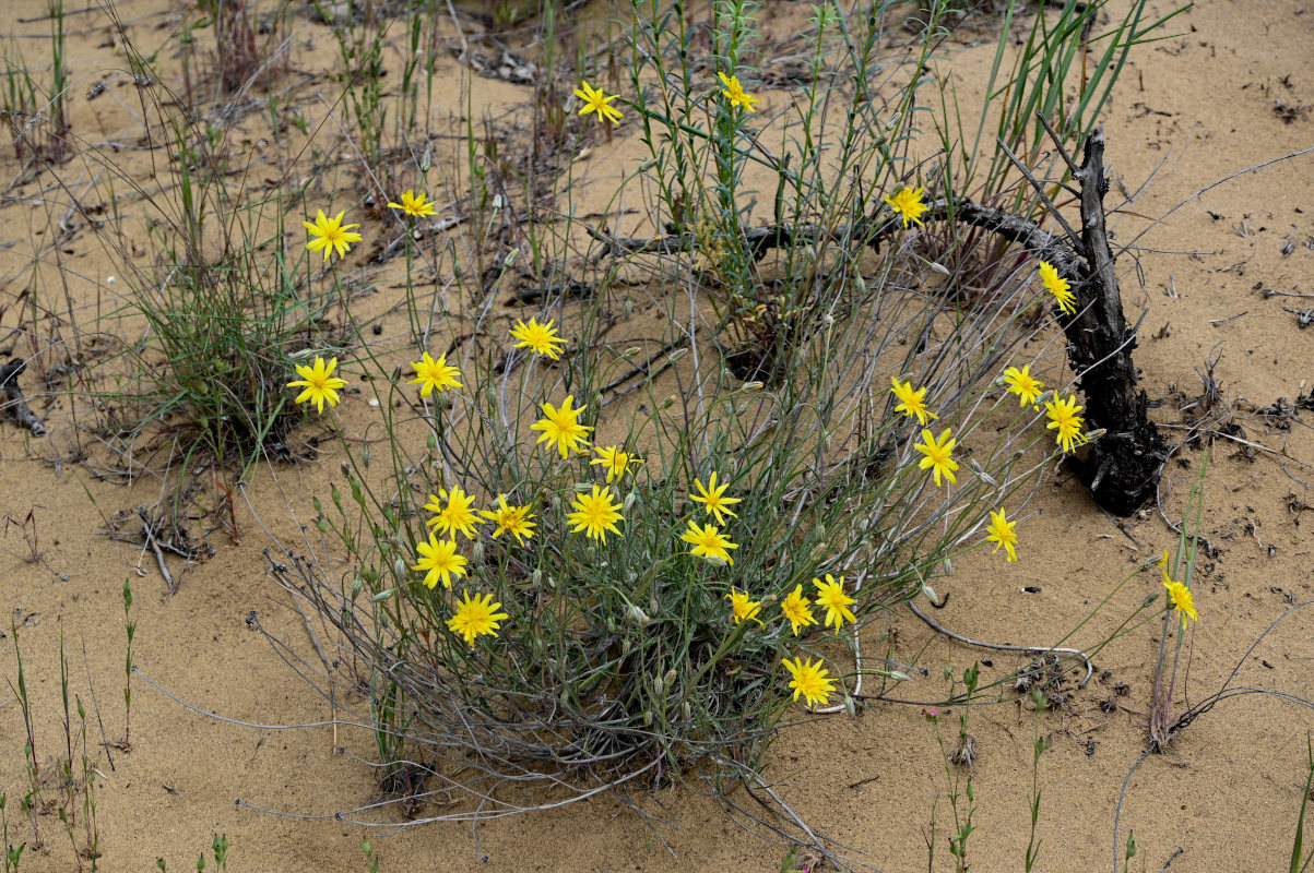 Image of Scorzonera biebersteinii specimen.