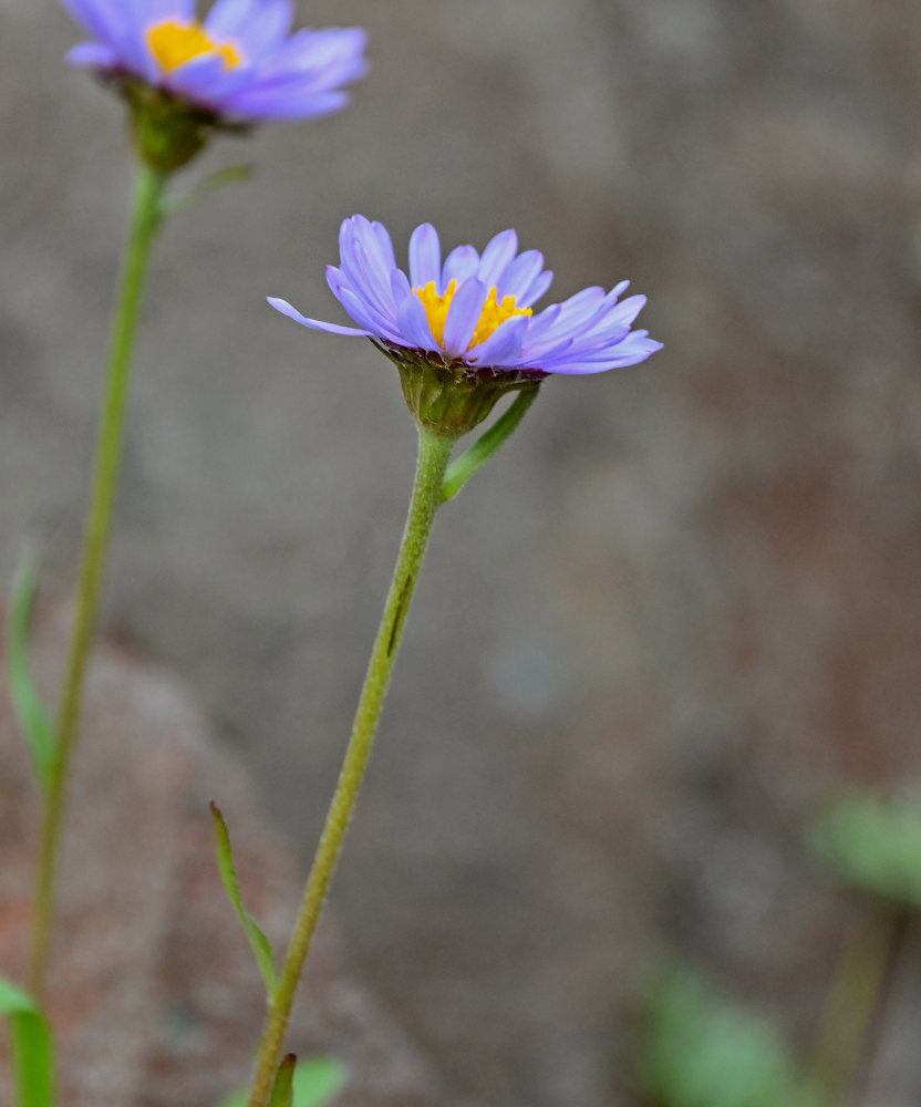 Изображение особи Aster alpinus.