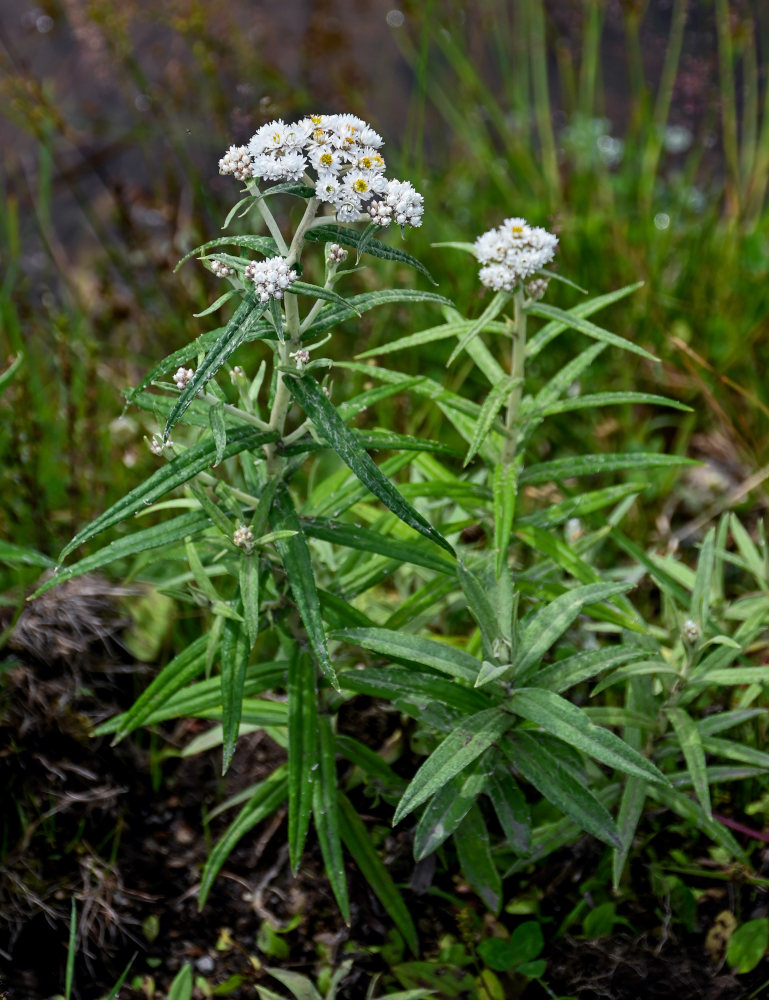 Image of Anaphalis margaritacea specimen.