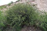 Cerasus tianshanica. Отцветшее растение. Таджикистан, Согдийская обл., Исфара, пестроцветы. 1 мая 2023 г.