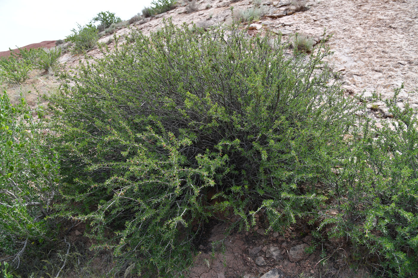 Image of Cerasus tianshanica specimen.