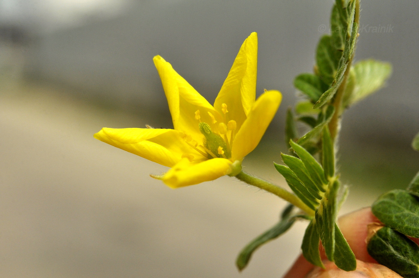 Изображение особи Tribulus terrestris.