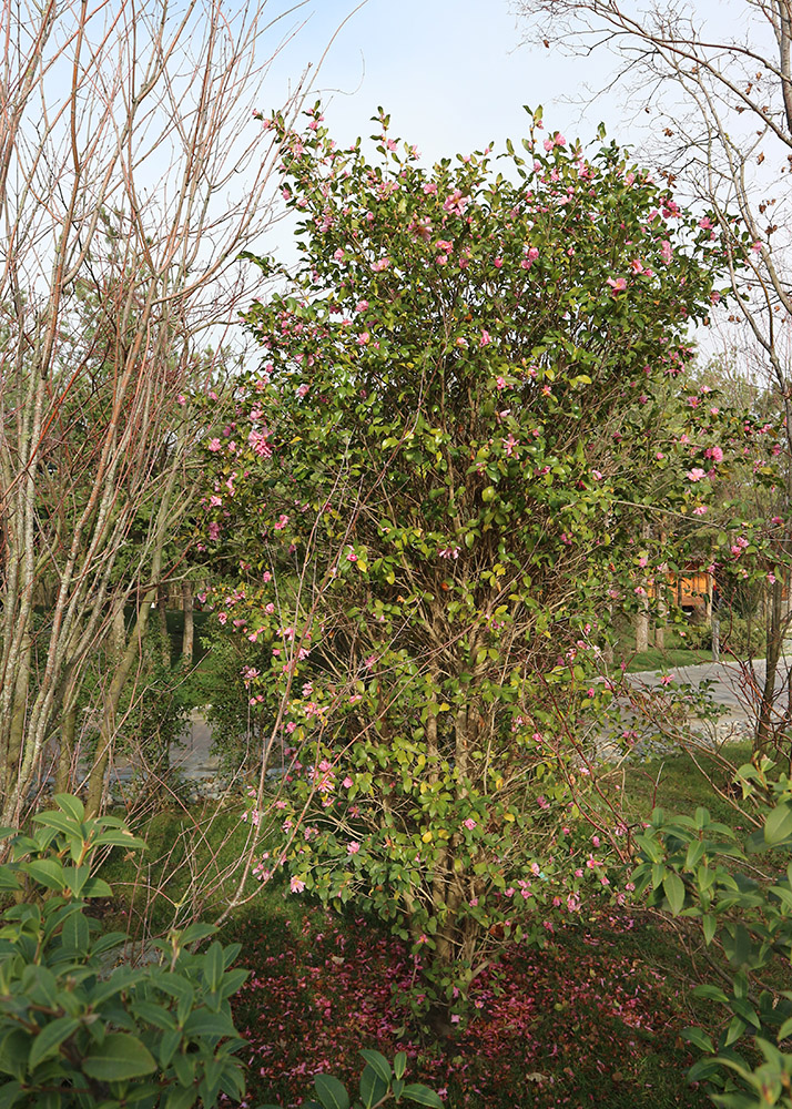 Image of Camellia japonica specimen.