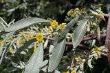 Elaeagnus angustifolia