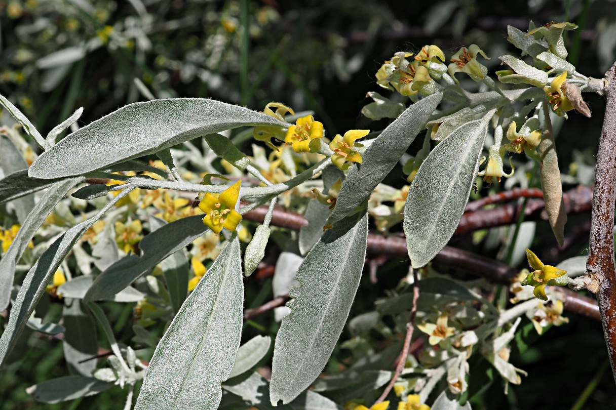 Изображение особи Elaeagnus angustifolia.