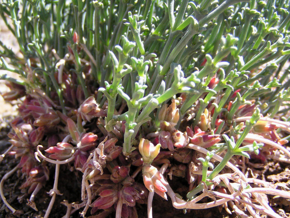 Image of Anabasis brevifolia specimen.