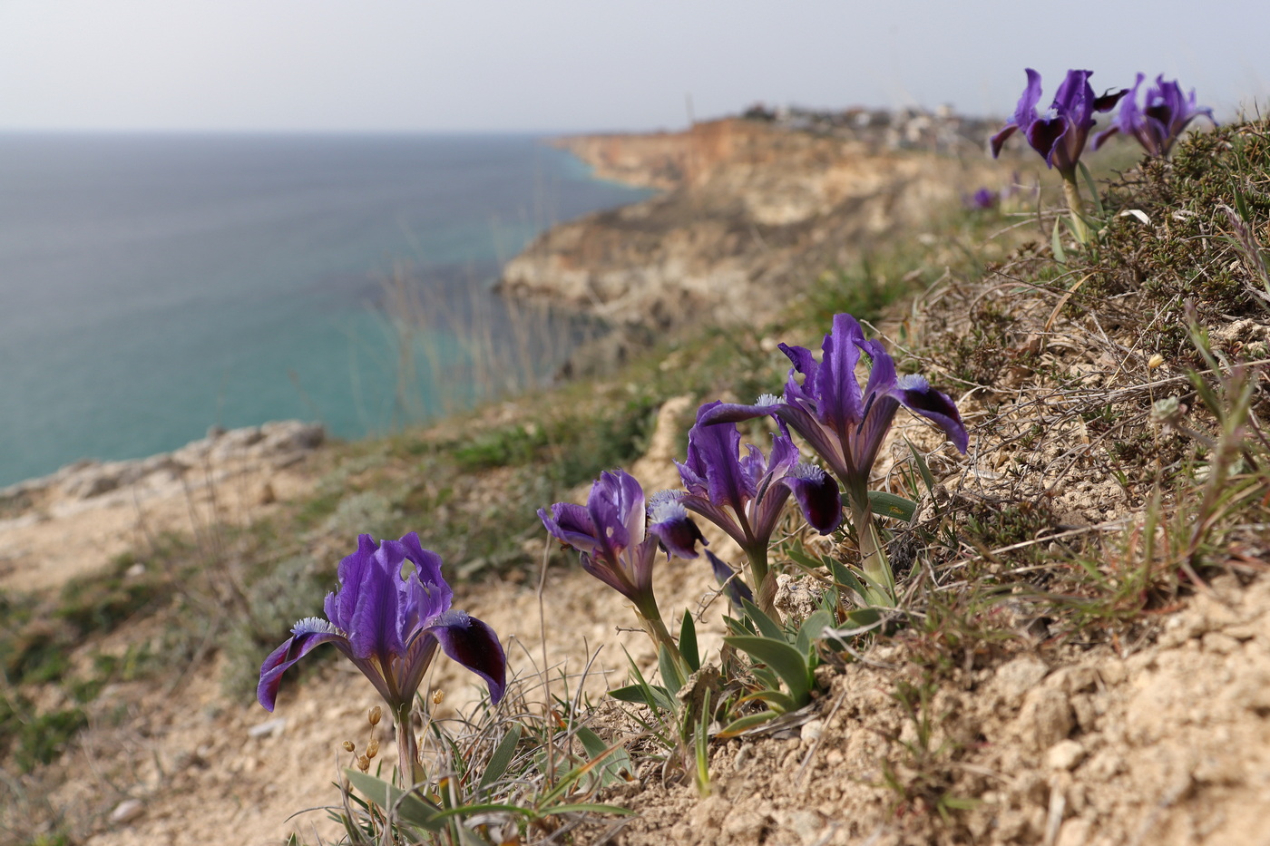 Image of Iris pumila specimen.