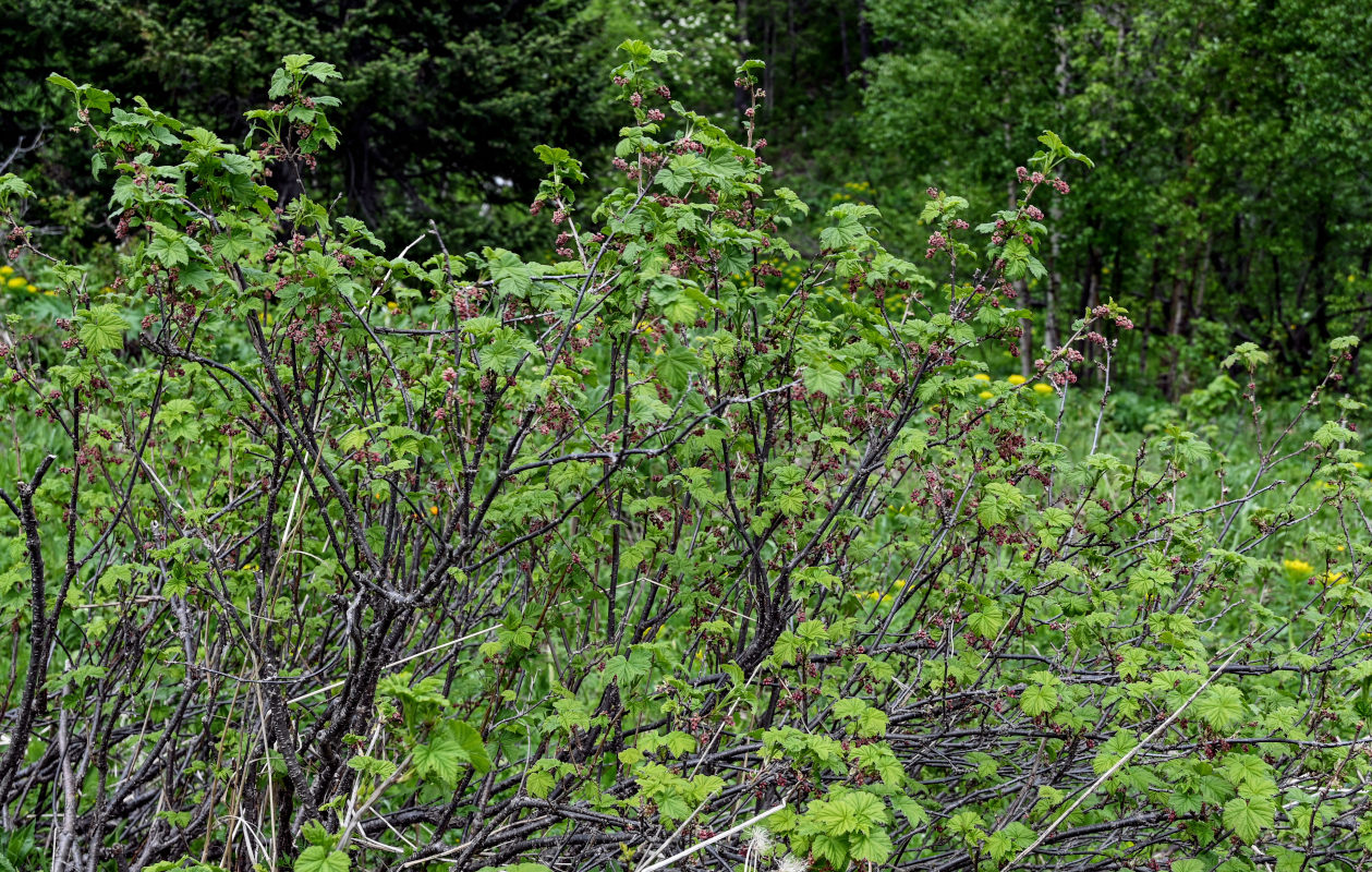 Изображение особи Ribes atropurpureum.