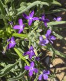 Matthiola sinuata