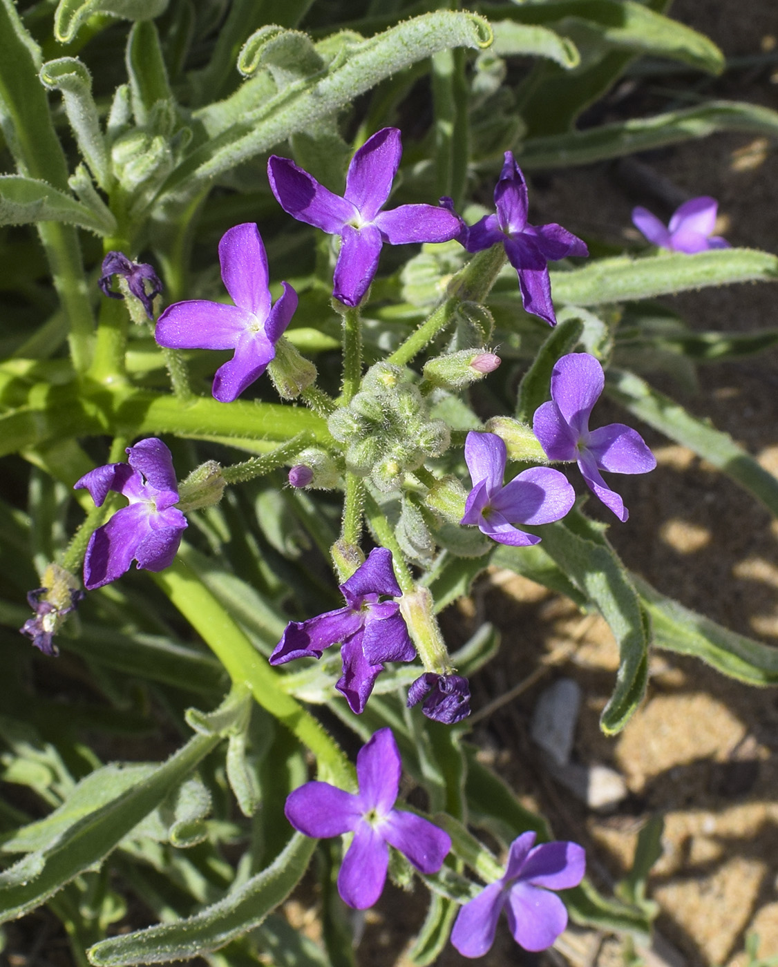 Image of Matthiola sinuata specimen.