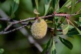 Amygdalus nana. Часть ветви с плодом. Оренбургская обл., Кувандыкский гор. округ, окр. г. Кувандык, луговой склон. 06.07.2023.