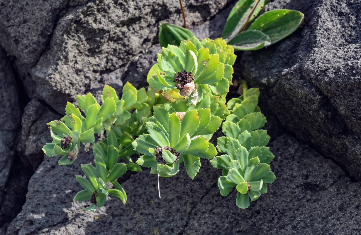Image of Rhodiola integrifolia specimen.