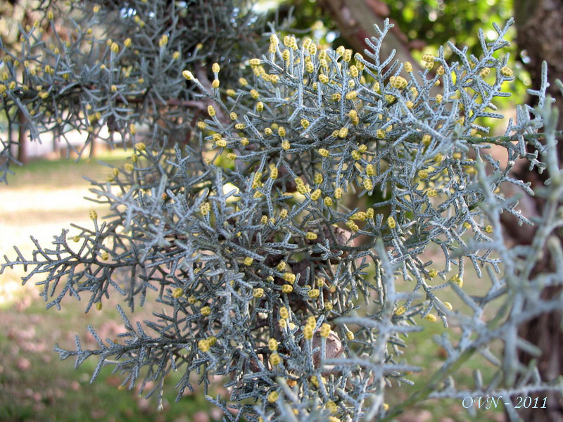 Image of genus Cupressus specimen.