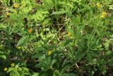 Ranunculus cassubicus