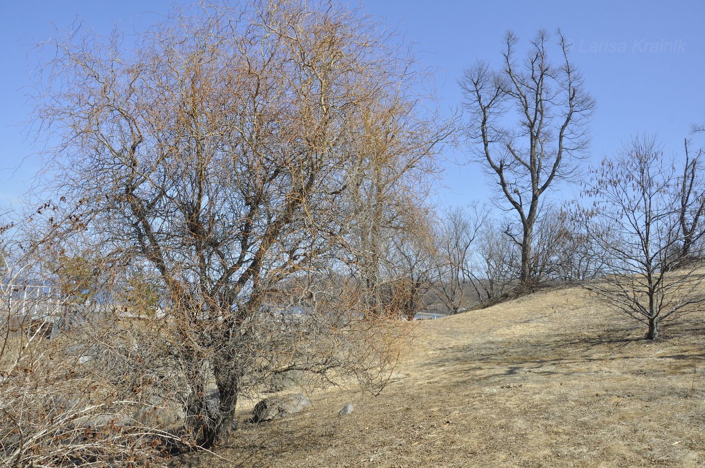 Изображение особи Salix matsudana.