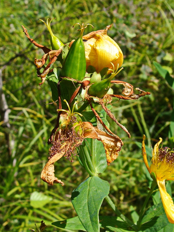 Image of Hypericum ascyron specimen.