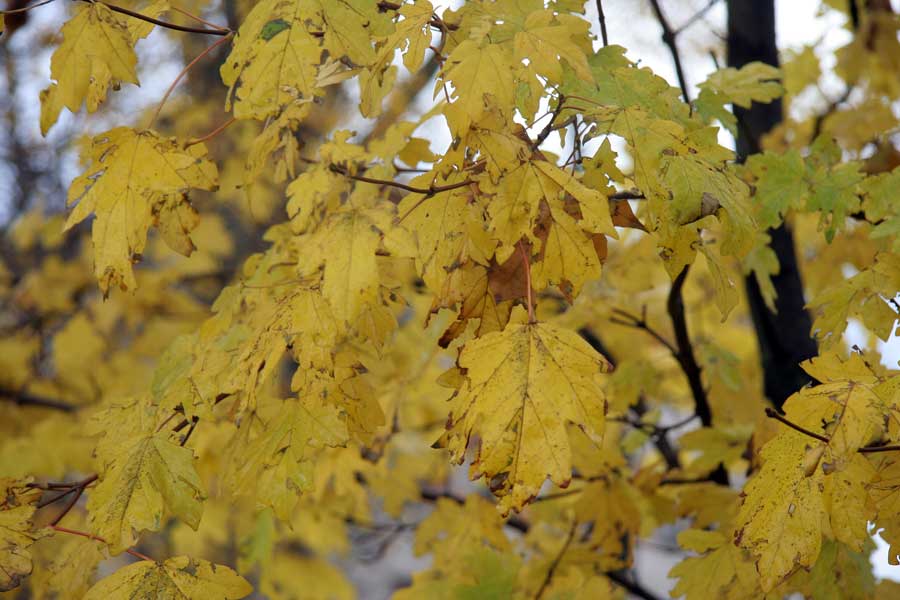 Image of Acer campestre specimen.