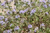Ziziphora clinopodioides. Верхушки цветущего растения. Казахстан, Алматинская обл., Северный Тянь-Шань, дол. р. Кегень, пески Кум-Текей, ≈ 2000 м н.у.м., барханные пески. 26 июля 2024 г.