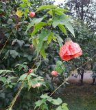 Abutilon &times; hybridum