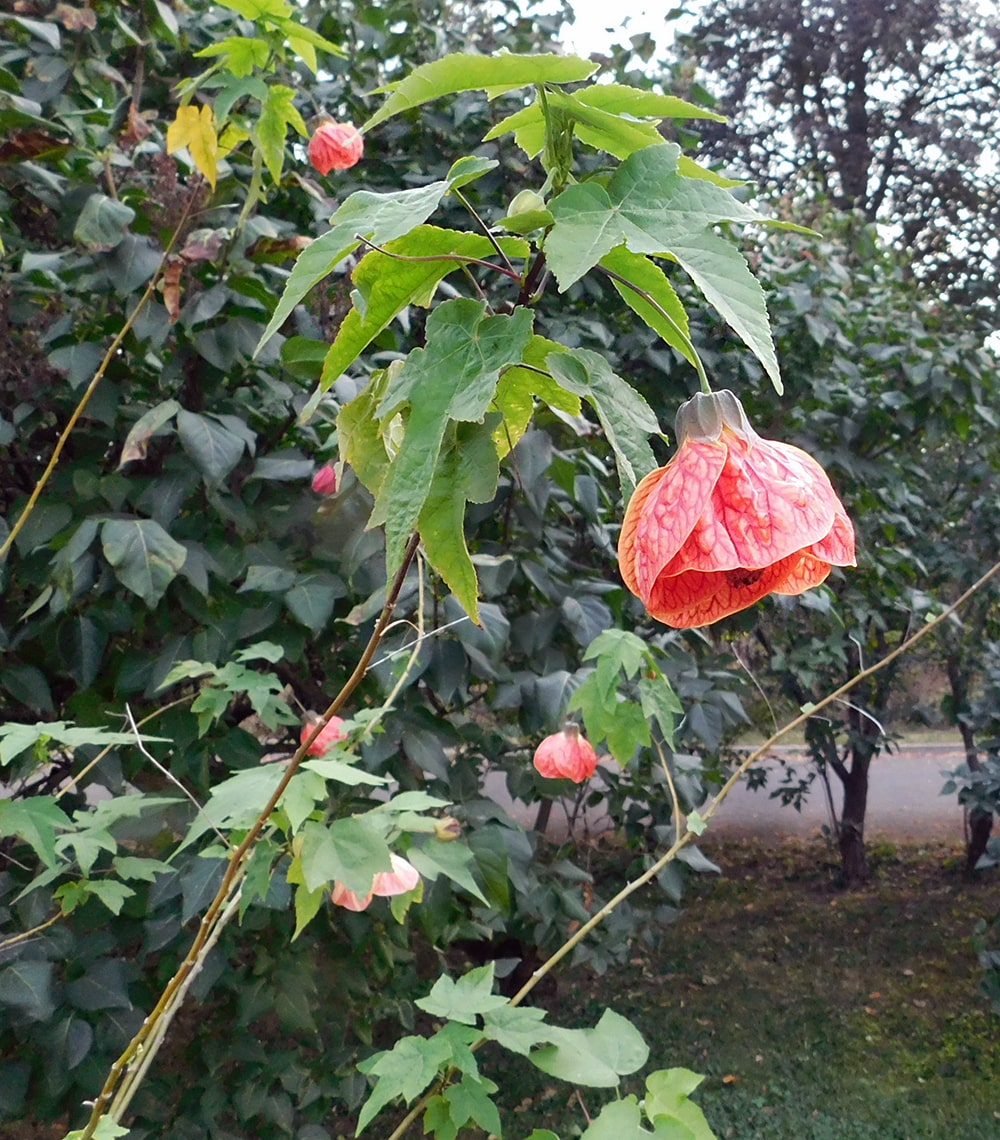 Изображение особи Abutilon &times; hybridum.