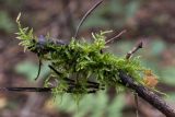 семейство Brachytheciaceae
