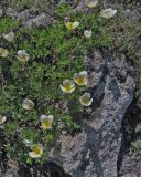 Sieversia pentapetala