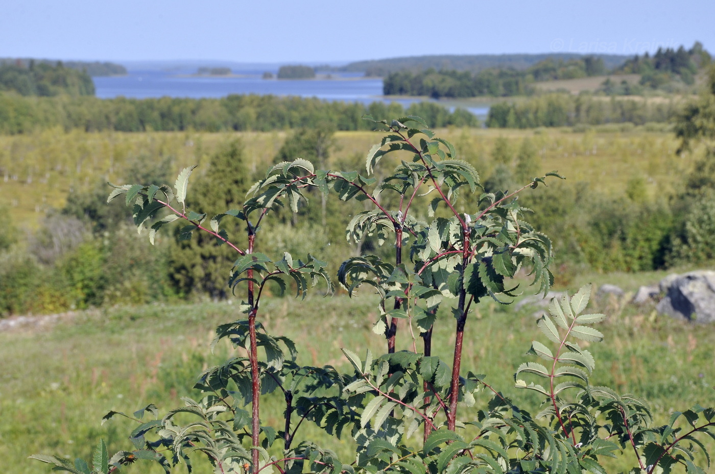 Image of Sorbus aucuparia ssp. glabrata specimen.