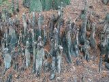 Taxodium distichum