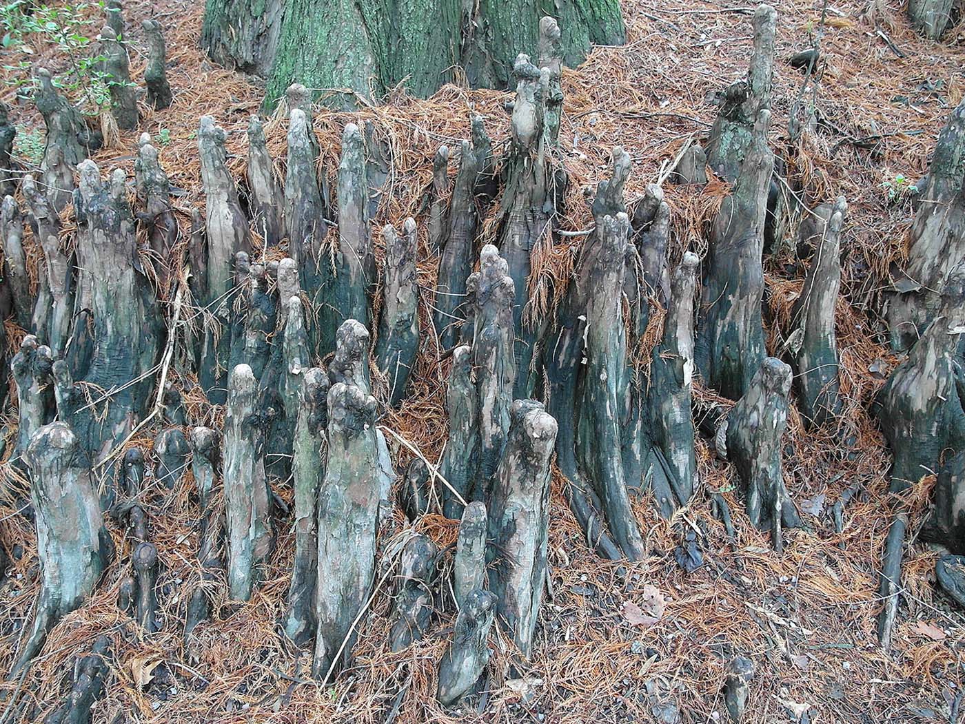 Изображение особи Taxodium distichum.