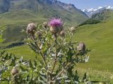Cirsium balkharicum. Верхушка растения с соцветиями. Кабардино-Балкария, Черекский р-н, окр. с/п Верхняя Балкария, окр. пер. Сев. Курноят, ≈ 2160 м н.у.м., смотровая площадка. 29.07.2024.