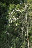 Salix pentandra. Кроны плодоносящих растений, сбросивших листву. Беларусь, Витебская обл., окр. пос. Езерище, опушка сероольшаника (с доминированием Alnus incana). 27.08.2024.