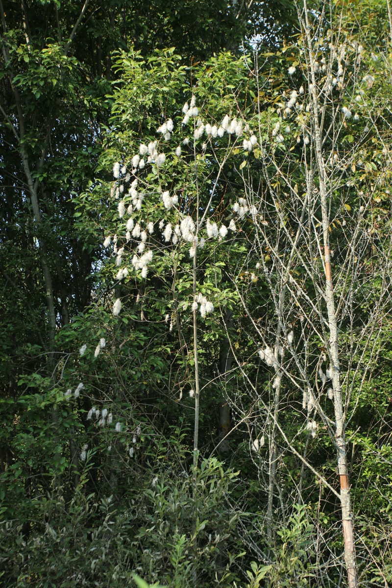 Image of Salix pentandra specimen.