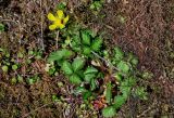 Duchesnea indica. Цветущее растение с кормящимся насекомым (в сообществе с Stellaria media и мхами). Краснодарский край, Сочи, Хостинский р-н, ущ. р. Хоста, Тисово-самшитовая роща, смешанный лес. 10.03.2025.
