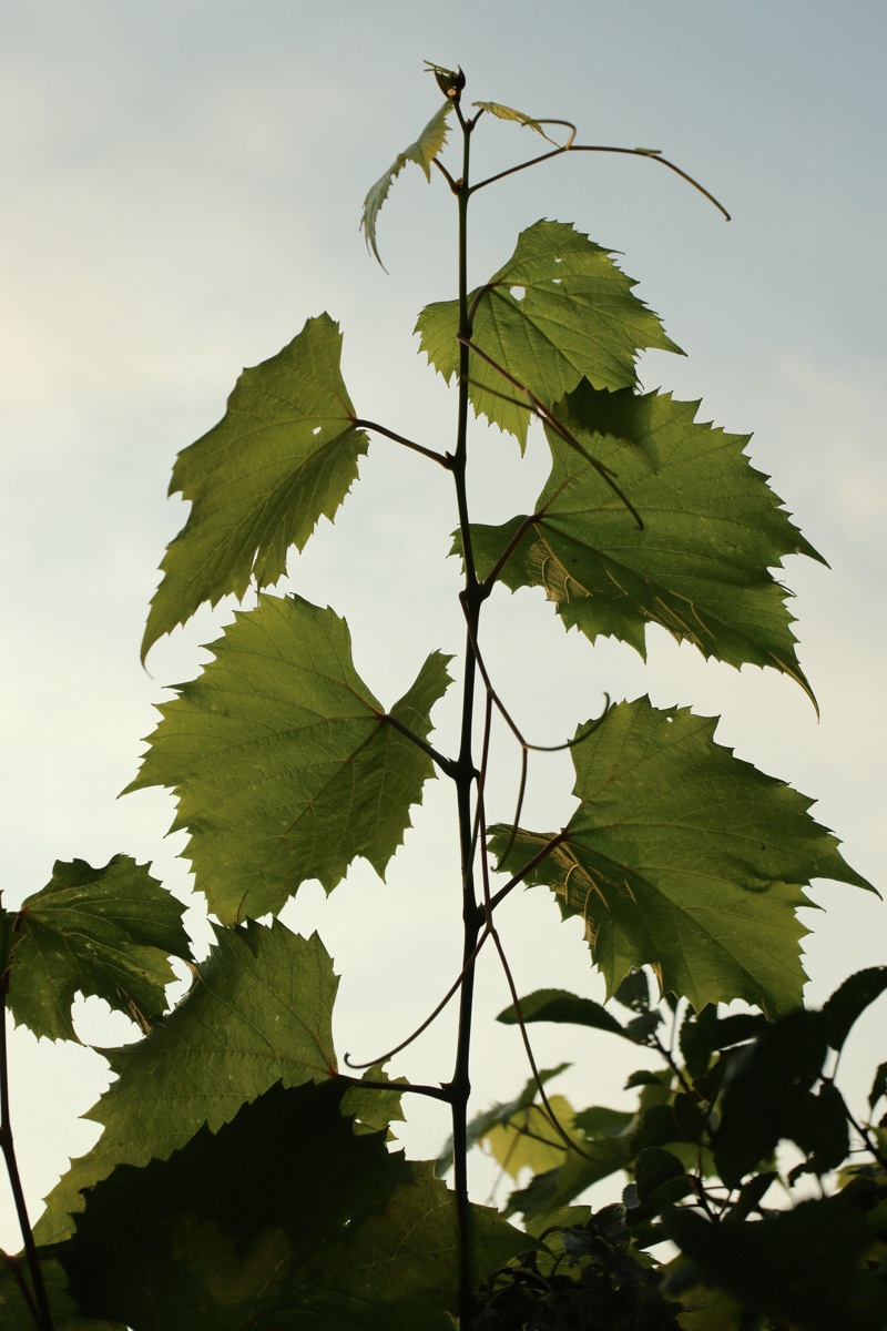 Image of Vitis &times; novae-angliae specimen.