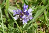 Lagotis stolonifera. Цветки. Грузия, Самцхе-Джавахети, с. Апниа у каменной стены ок. церкви Св. Димитрия, выс. 1720 м н.у.м., край низкотравного луга. 18 мая 2025 г.