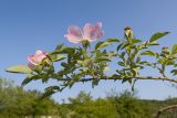 Rosa canina. Ветка с цветками и завязями. Краснодарский край, Крымский р-н, окр. станицы Неберджаевская, ур. Темрючки, заброшенный мергелевый карьер, на отвале грунта. 06.06.2025.