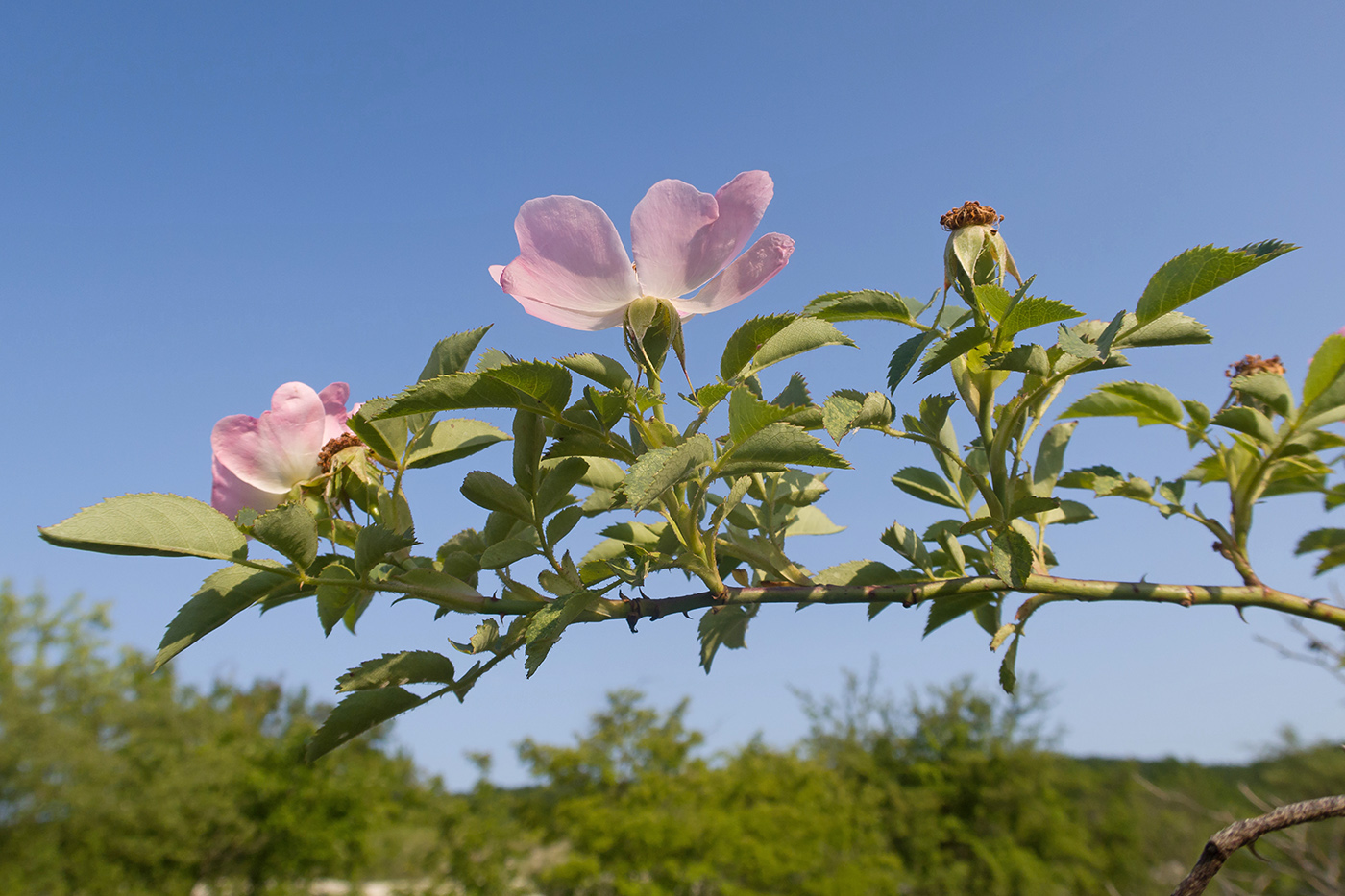 Изображение особи Rosa canina.