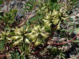 Astragalus schelichowii