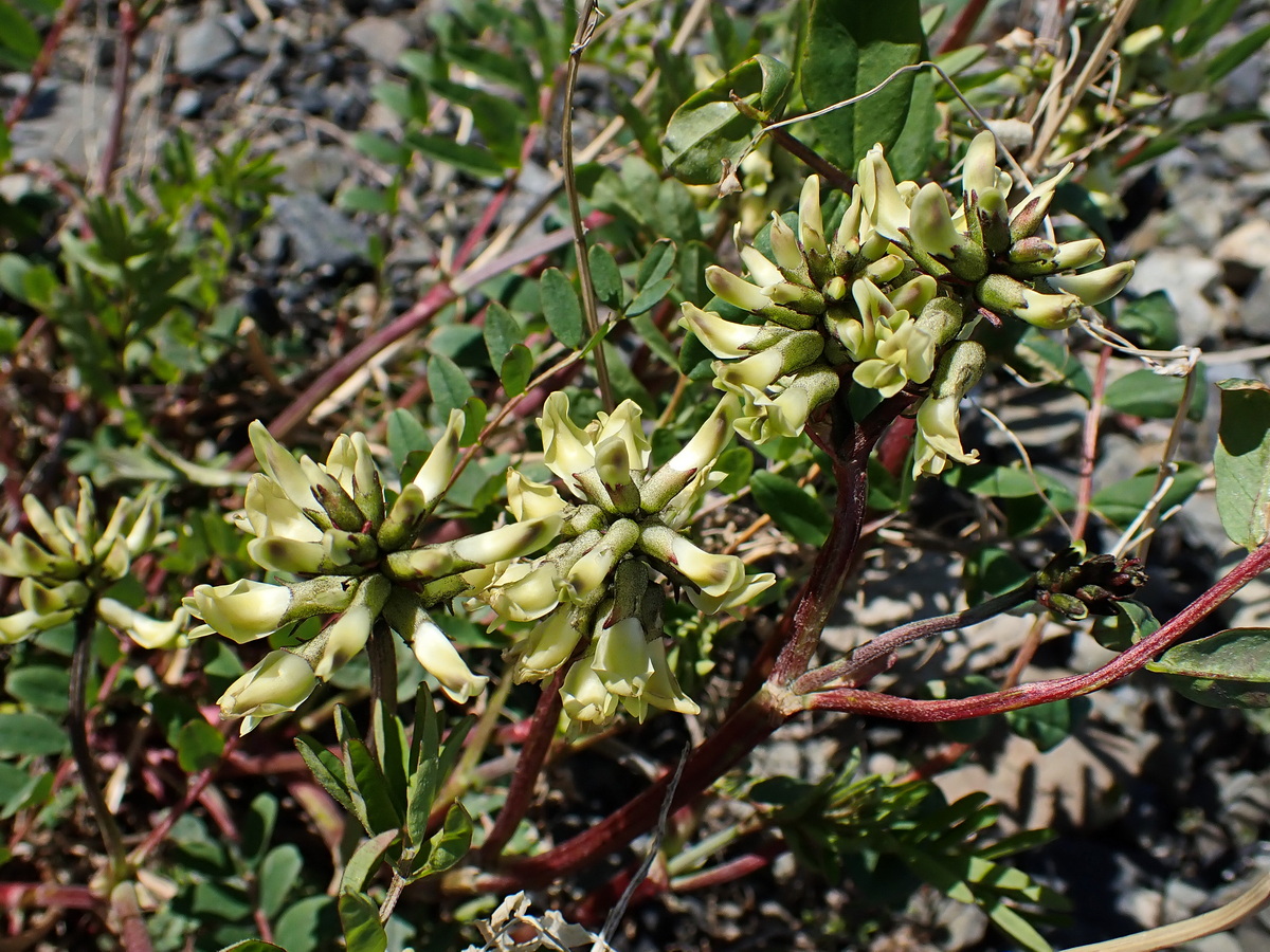 Image of Astragalus schelichowii specimen.