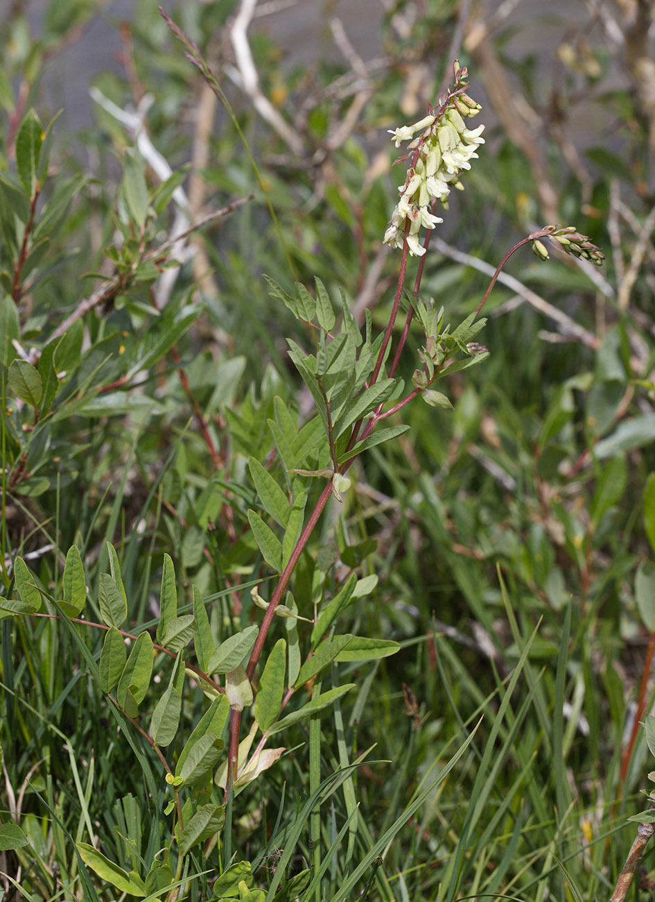 Image of Astragalus frigidus specimen.