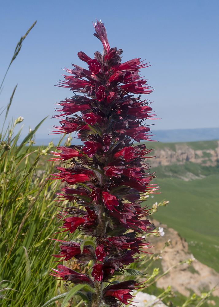 Image of Echium russicum specimen.