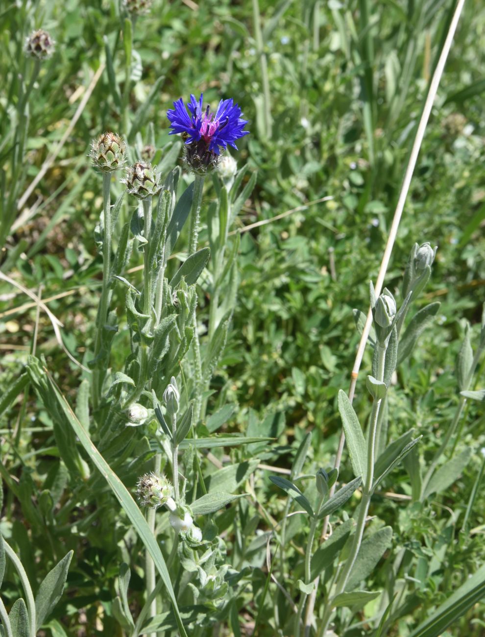 Image of Centaurea depressa specimen.