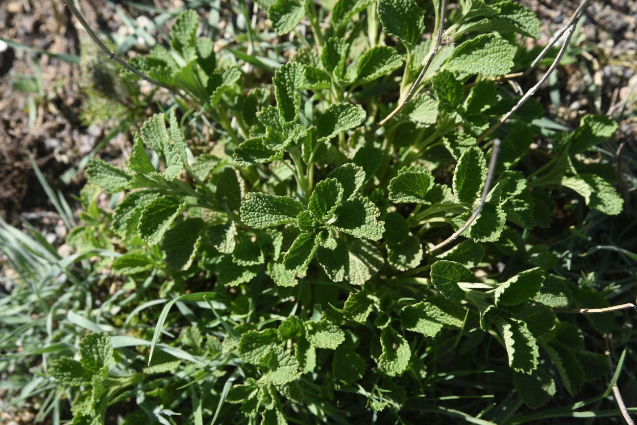 Image of Unknown species specimen.