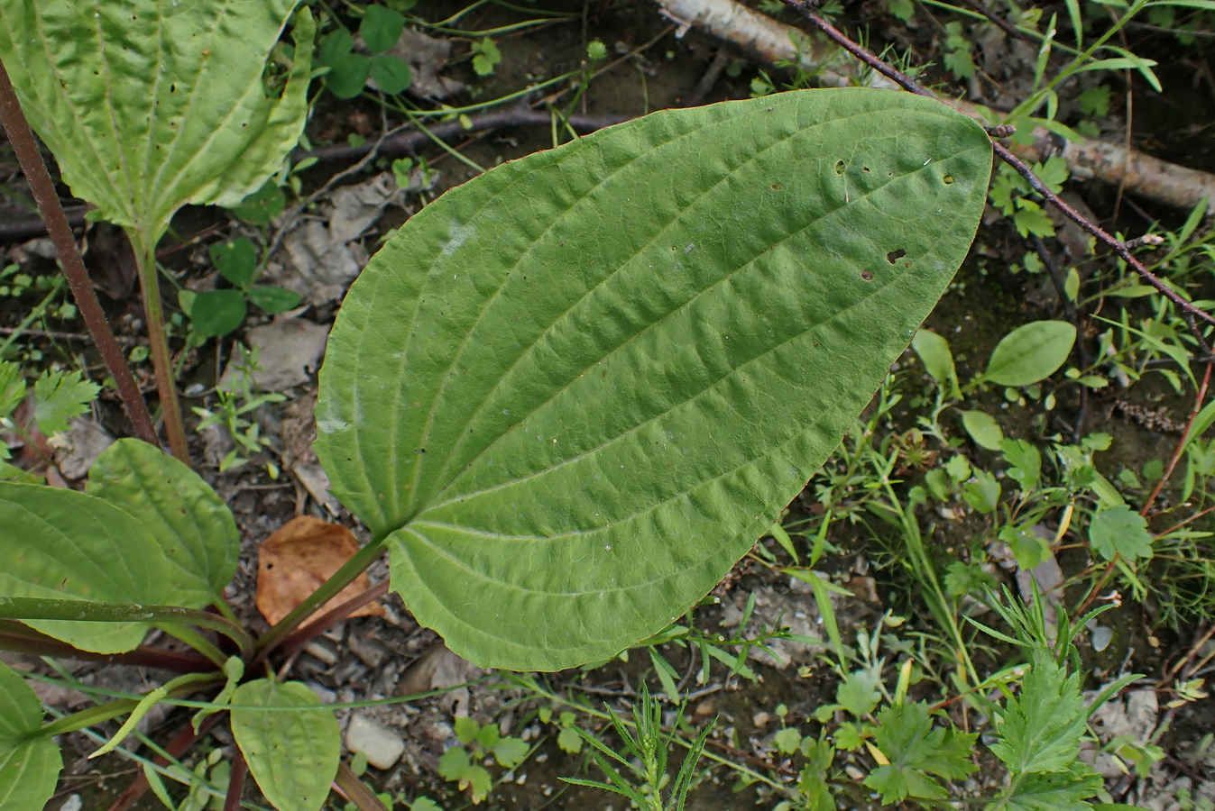 Image of Plantago asiatica specimen.