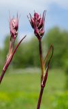 Viscaria vulgaris. Верхушки побегов с развивающимися соцветиями. Башкортостан, Кугарчинский р-н, окр. дер. Мурадымово, природный парк \"Мурадымовское ущелье\", опушка берёзового леса, разнотравный луг. 30 мая 2024 г.