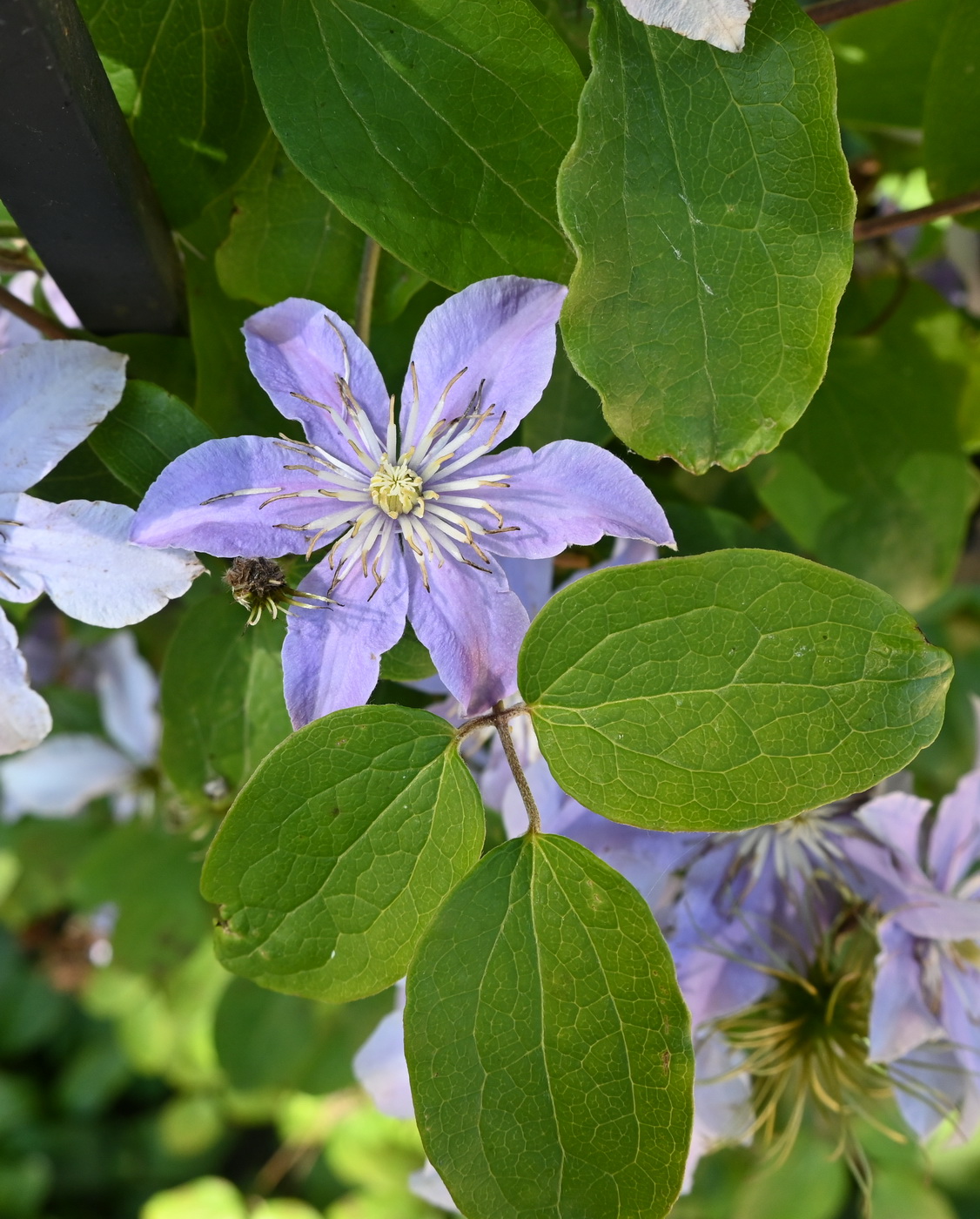 Image of Clematis viticella specimen.