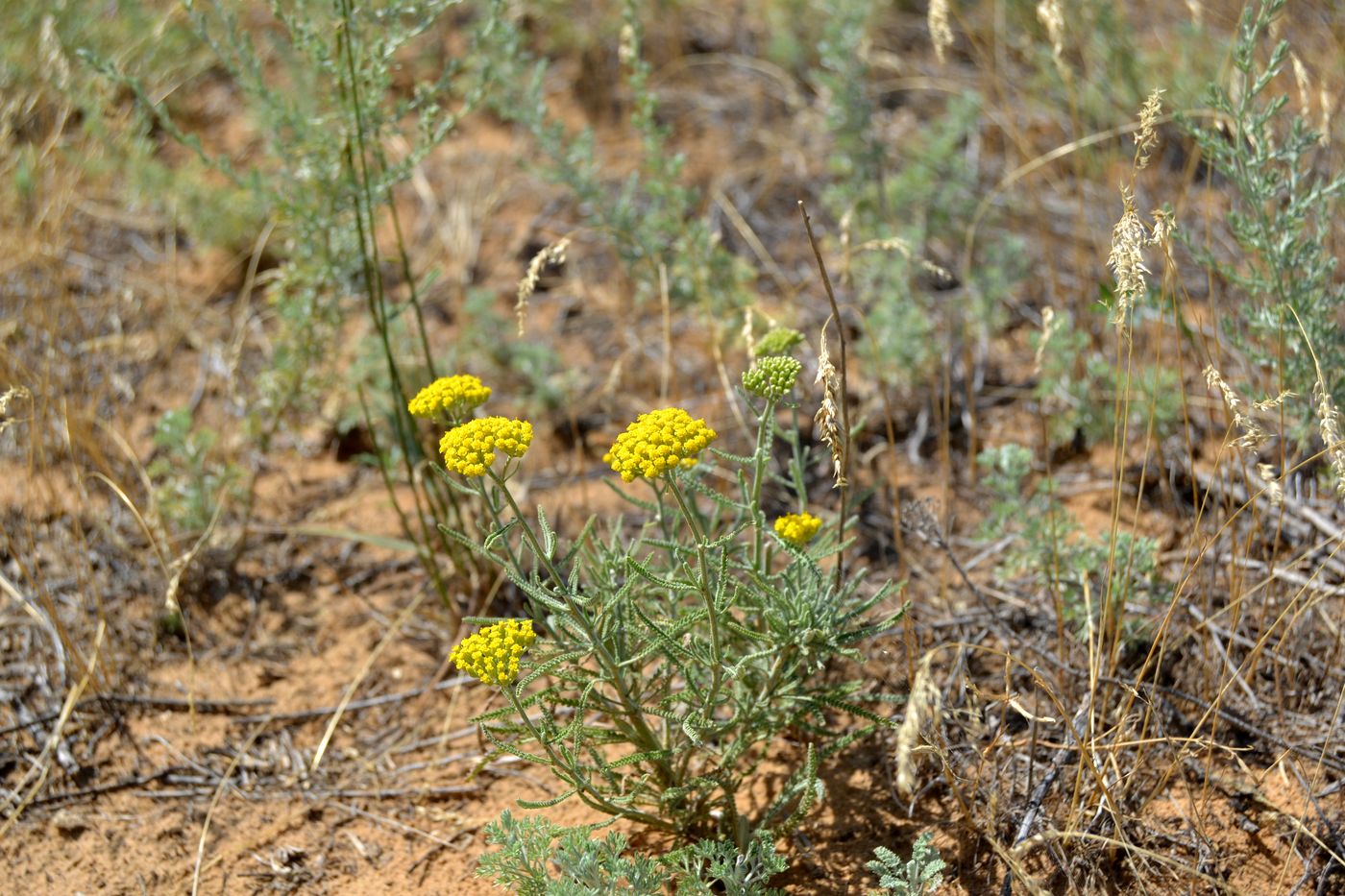 Изображение особи Achillea micrantha.